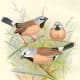 free-bird-pictures