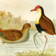free-bird-pictures