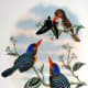 free-bird-pictures