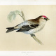 Mealy Redpole