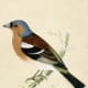 free-bird-pictures