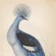 free-bird-pictures