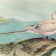 free-bird-pictures