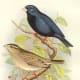 free-bird-pictures