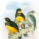 free-bird-pictures