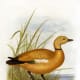 free-bird-pictures
