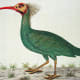 free-bird-pictures