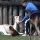 Feeding the animals at Mountfitchet castle