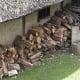 Firewood woodpile at Mountfitchet castle