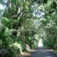 bigislandofhawaii-part4