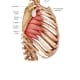 serratus