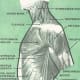 serratus