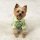 your-guide-to-teacup-puppies