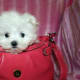Maltese puppy