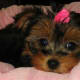 Teacup Yorkie