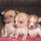 Teacup chihuahua puppy