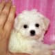 Teacup Maltese