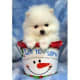 A Tiny Maltese Puppy