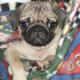 Teacup Pug