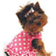 your-guide-to-teacup-puppies
