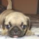Teacup Pug
