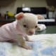your-guide-to-teacup-puppies