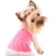 your-guide-to-teacup-puppies