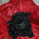 Teacup black Poodle Female