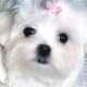 Teacup Maltese