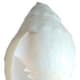Conch Shell
