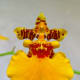 Miss Marigold Angel Orchid