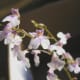 The Fairy Angel Orchids