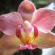 Sweet baby Angel Orchid