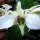 Our Angel Orchid Choral Director