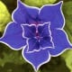 your-wedding-flowers