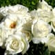 your-wedding-flowers