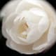 your-wedding-flowers
