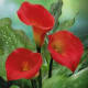 your-wedding-flowers