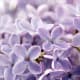 your-wedding-flowers