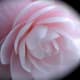your-wedding-flowers