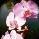 your-wedding-flowers