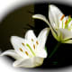your-wedding-flowers