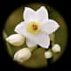your-wedding-flowers