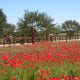Wildseed Farms in Fredericksburg TX