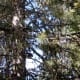 A chipmunk chattering at us