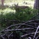 A deer calmly feeding 10 feet from our trail