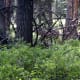 Campground wildlife