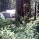 One of the large ponderosa pine trees near an RV.