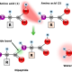 Amino acids are joined together in a condensation reaction. This releases water and forms a peptide bond between the two amino acids.