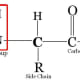 An Amino Acid, the building blocks of proteins. The amine group, for which the molecule is named, is circled.